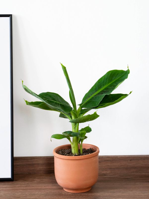 Как правильно ухаживать за банановым деревом: советы для любителей экзотики