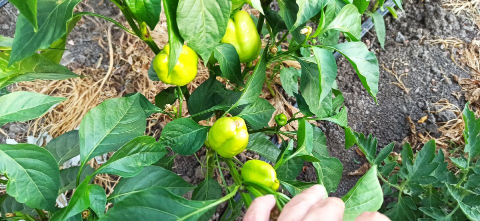 Зола для перцев: секрет идеального урожая