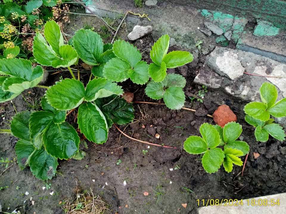 Как размножить урожайные кусты садовой земляники: секреты опытных садоводов