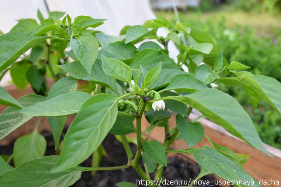 Правильное удобрение перцев: секреты для богатого урожая