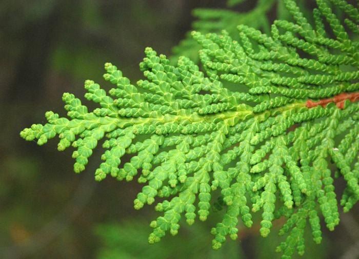 Зимняя защита для хвойных: 5 шагов к успешной подготовке растений