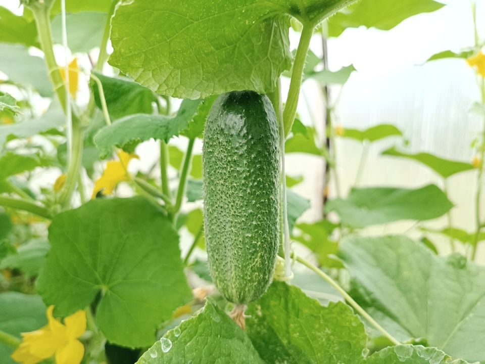 Как правильно подготовить грядки для огурцов: секреты и советы