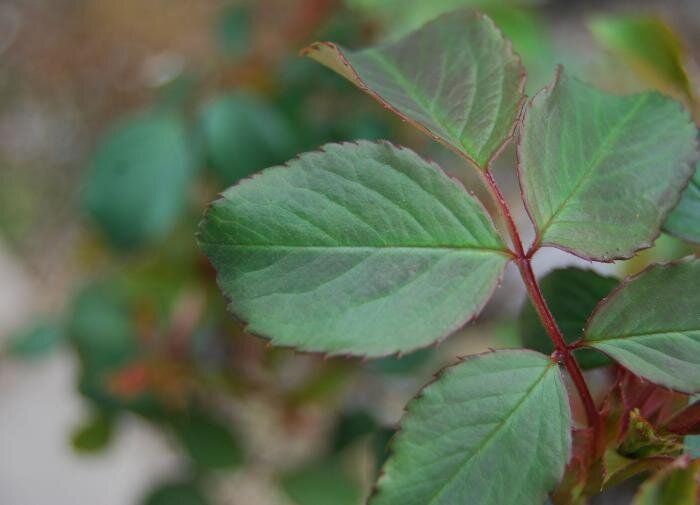 Как вернуть к жизни непригодные саженцы роз: простые шаги для начинающих садоводов