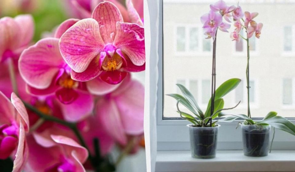 Пышные цветы орхидей: секреты успешной подкормки