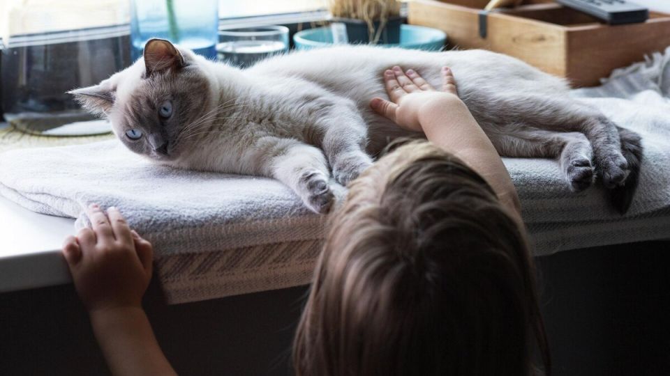 Как коты воспринимают поцелуи: удивительные факты о поведении домашних любимцев