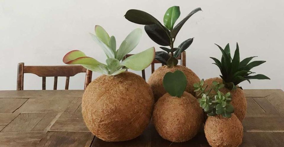 Кокедама: как создать экологичный зелёный акцент для вашего интерьера
