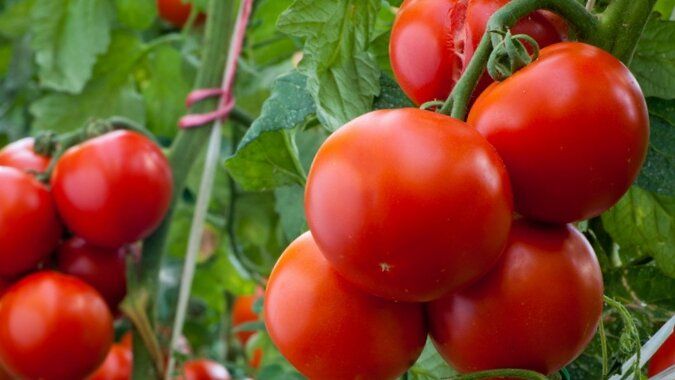 Как выбрать идеальные сорта томатов для сурового климата Сибири