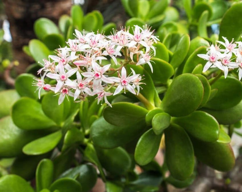 Как аспирин может пробудить цветение вашего денежного дерева