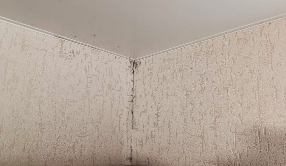 Плесень в доме: как с ней бороться и предотвратить повторение проблемы?