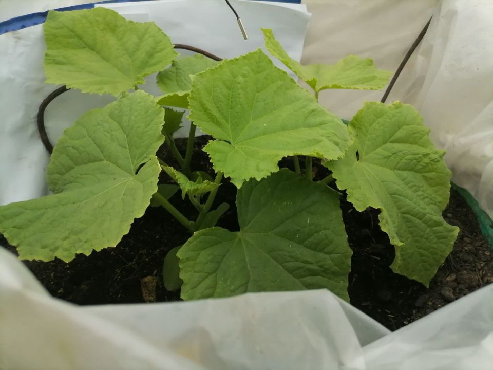 Секреты удачной посадки огурцов в Сибири: как избежать проблем с всходами