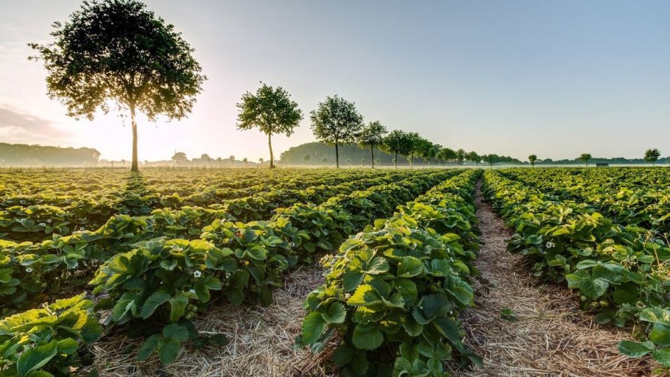 Секреты успешного урожая клубники: чем лучше подготовить грядки