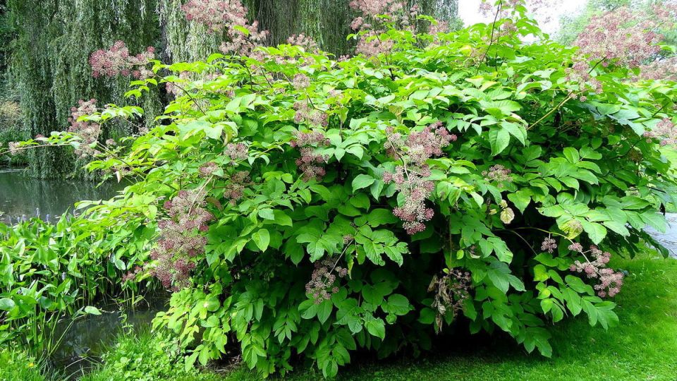 Аралия: экзотический штрих к вашему интерьеру и саду