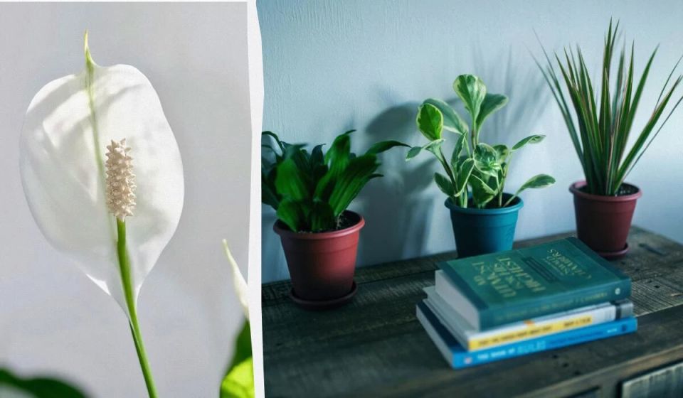 Как заставить спатифиллум цвести зимой: простые секреты ухода