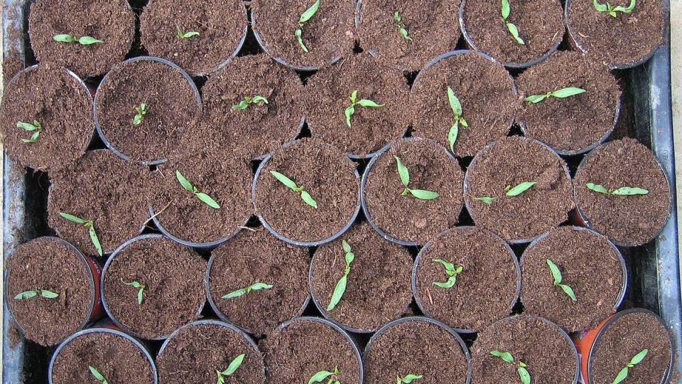 Как правильно выбрать фитолампу для успешного роста рассады