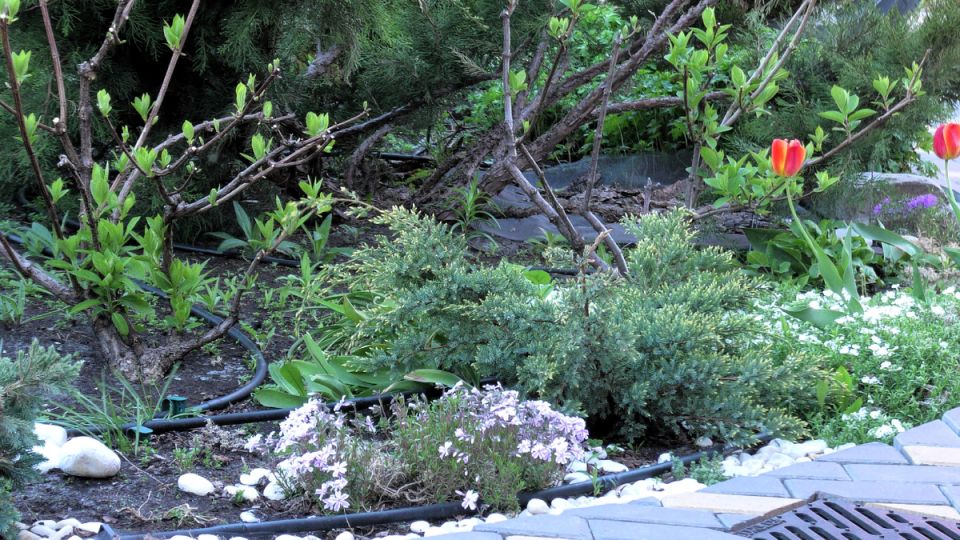 Изумительные можжевельники чешуйчатые: красота и особенности ухода