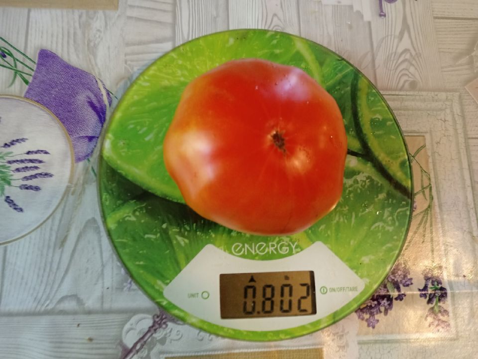 Топ мясистых томатов для теплиц