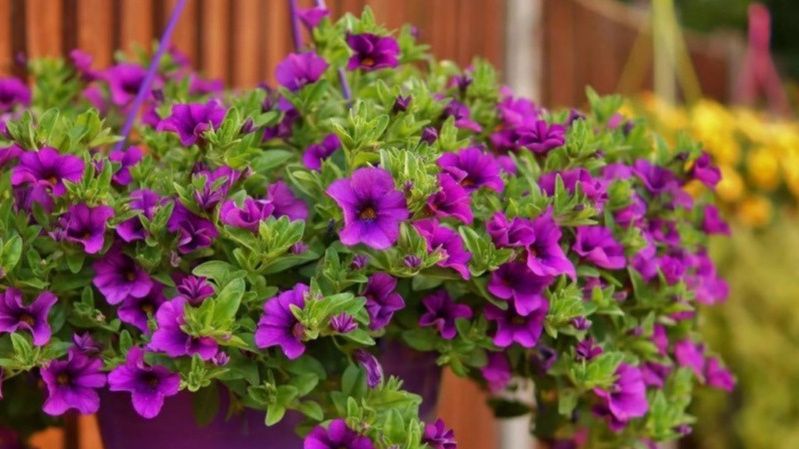 Выращивание петуний: секреты успеха