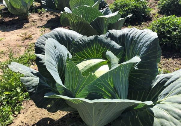 Секреты долгого хранения капусты: советы по сохранению урожая