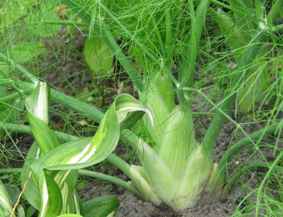 Фенхель: советы по выращиванию и уходу для неповторимого урожая