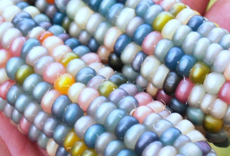 Кукуруза Glass Gem: Подводные камни красоти и коммерции