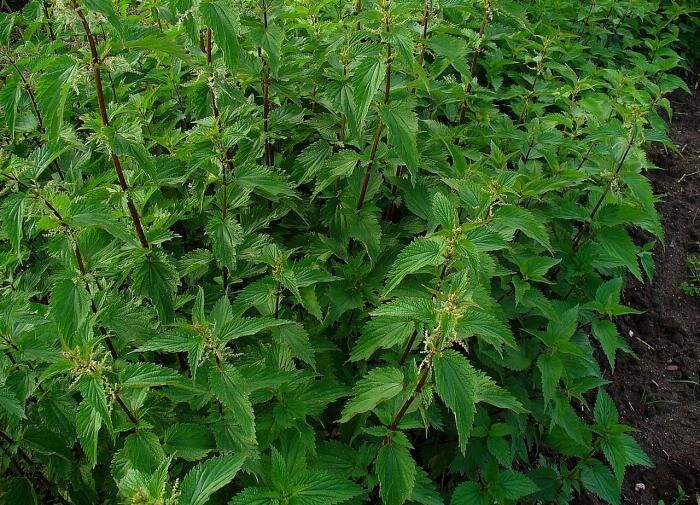 Как эффективно избавиться от крапивы на вашем участке