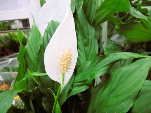 7 секретов, как вырастить спатифиллум в роскошный цветущий куст