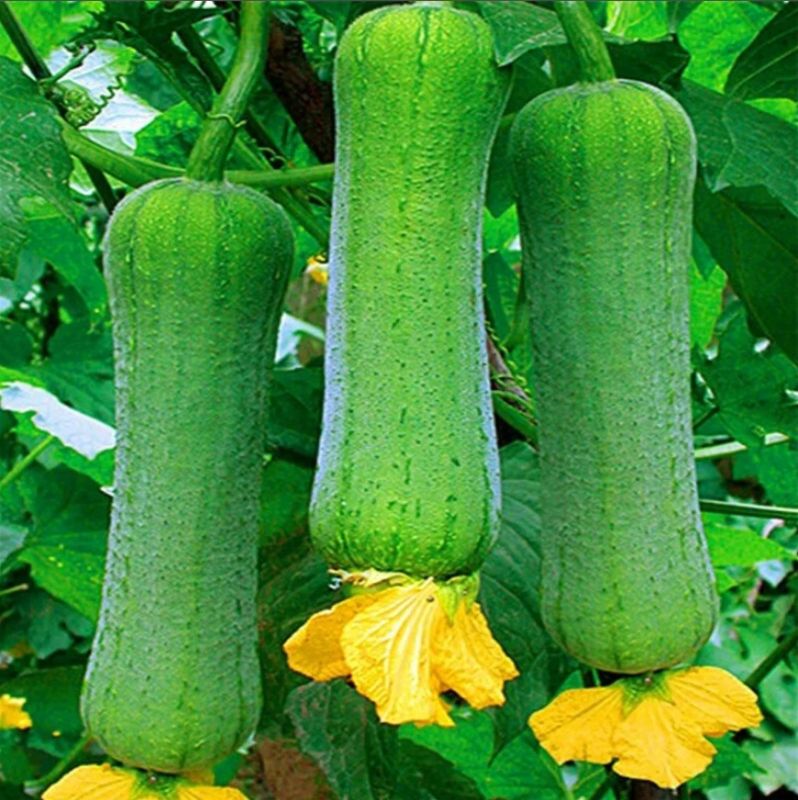 Люффа: забавный овощ, который меняет правила игры в хозяйстве и экологии