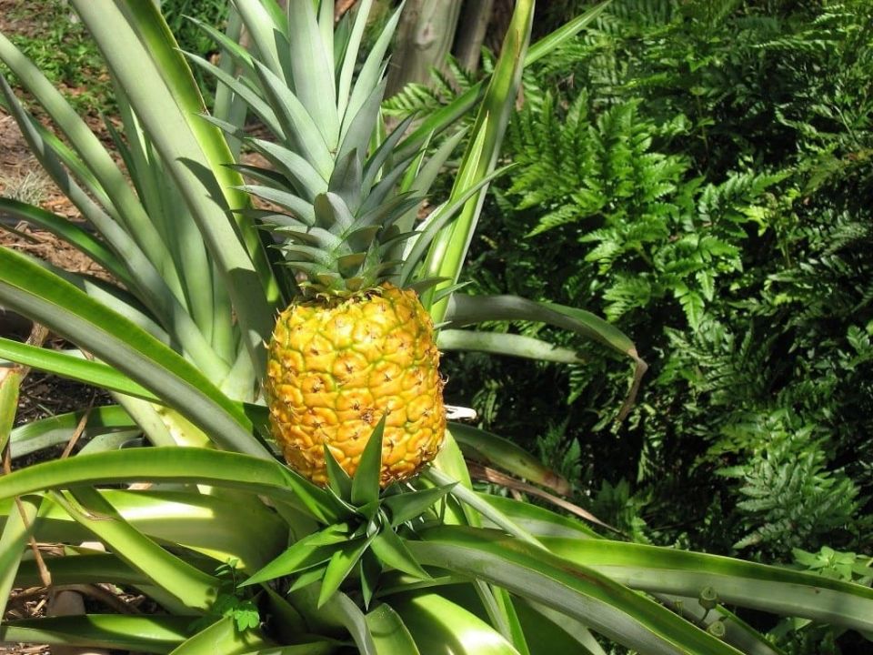 Зимние эксперименты в саду: как вырастить ананас и другие экзоты