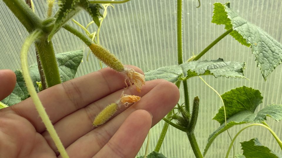 Почему желтые завязи огурцов — это не конец света: простые решения, которые помогут