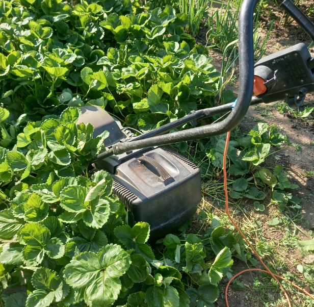 Как правильно омолодить клубнику: простые советы для садоводов