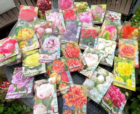 Создаем цветочный рай: советы по посадке тюльпанов