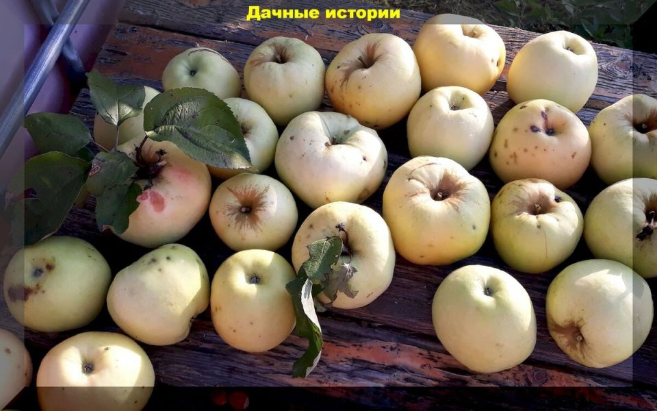 Кулинарная ностальгия: яблоки, которые вдохновляют