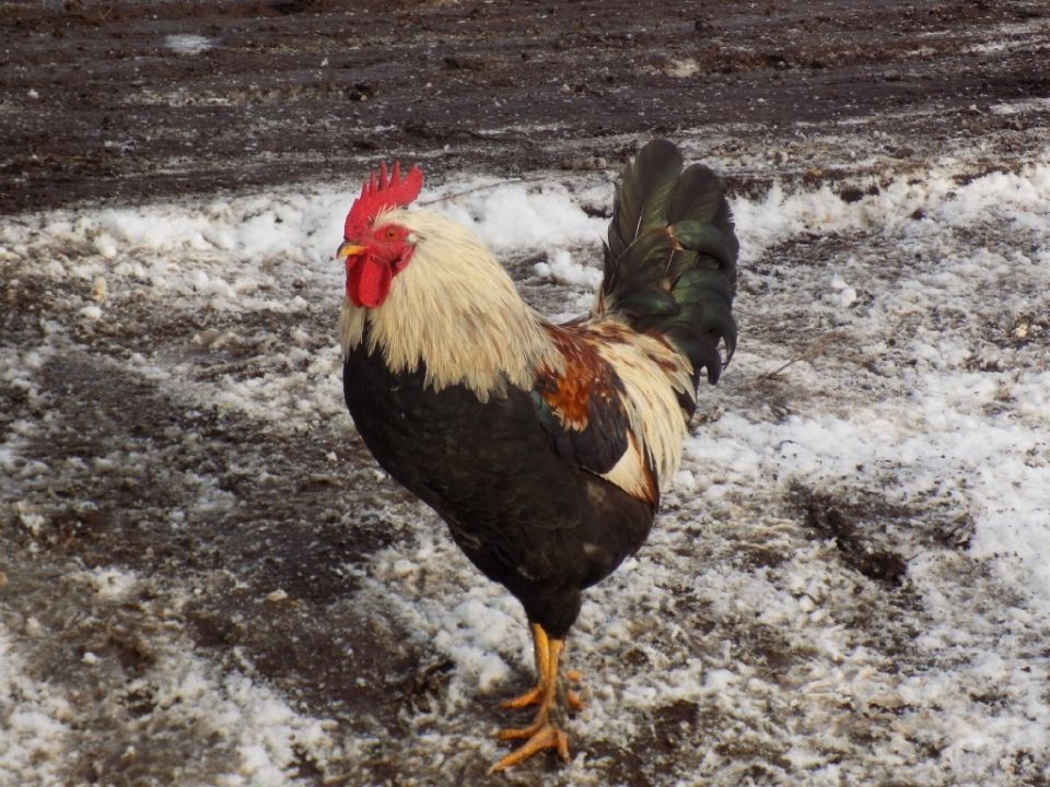 Как укротить агрессивного петуха или индюка