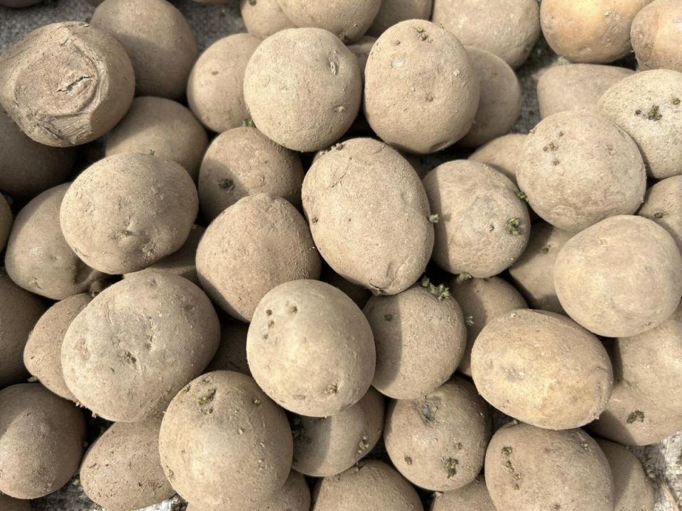 Секреты успешной посадки картофеля: Как сделать клубни крупнее на 30%