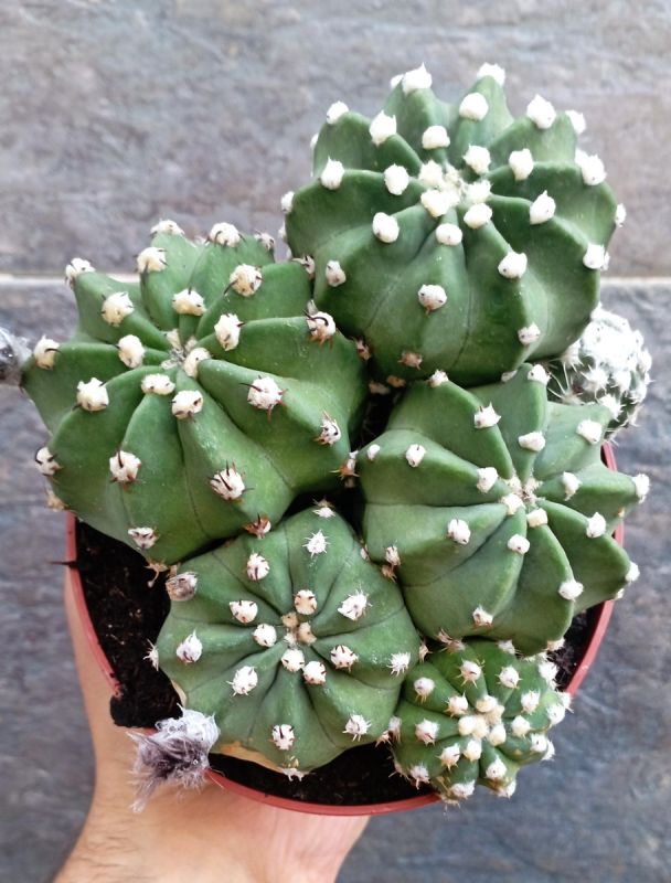 Кактусы для домашнего уюта: разнообразие и уход за ними