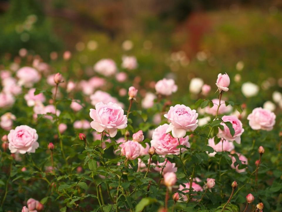 Летняя посадка роз: секреты, которые помогут сохранить ваши цветы в жару