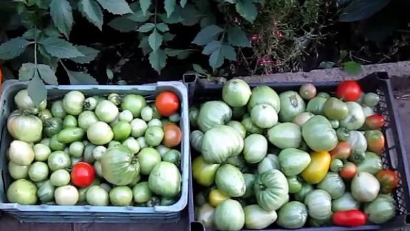 10 секретных мест для дозревания зеленых помидоров, о которых вы не догадывались