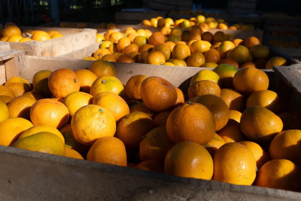 Цитрусовые угощения перед Новым годом: дешевая радость или дорогая прихоть?