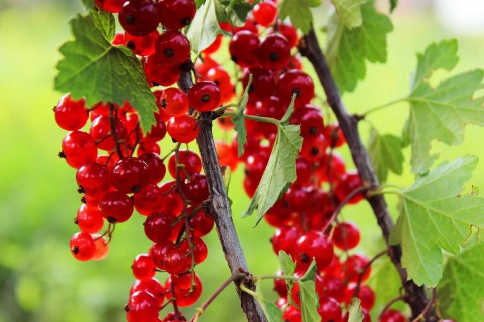 Секреты щедрого урожая красной смородины: два простых способа подкормки