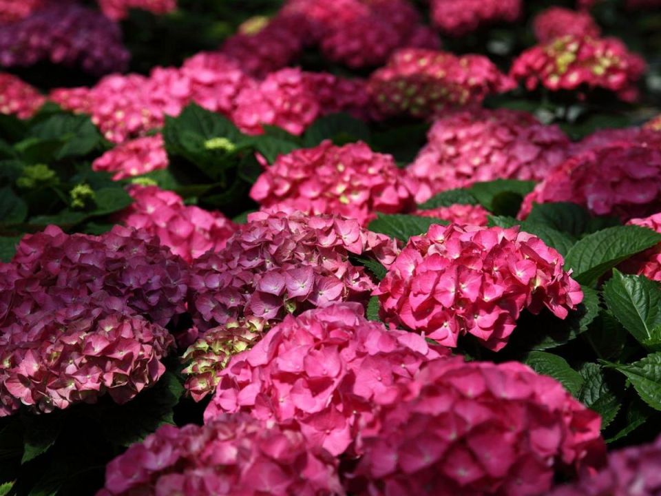 Гортензия и её соседи: кого лучше избегать в саду