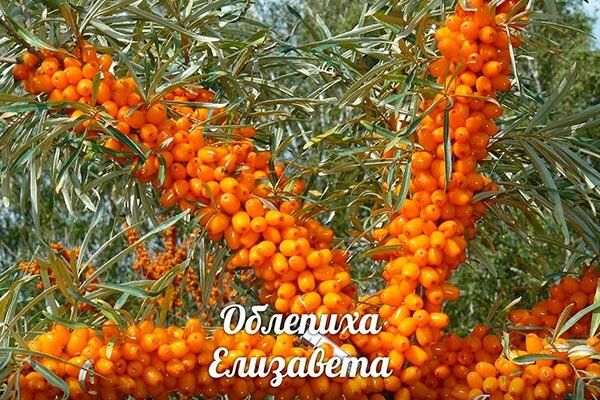 Очарование крупноплодной облепихи Елизавета