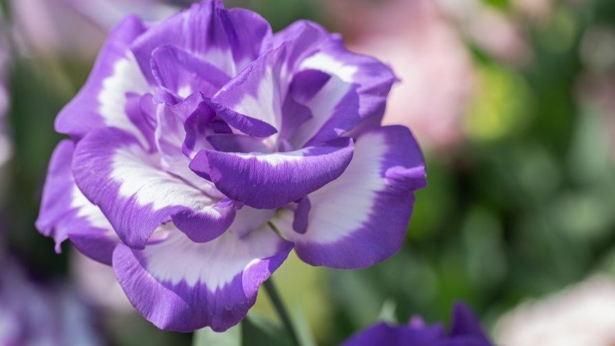 Контейнерный метод: ключ к успеху в выращивании эустомы