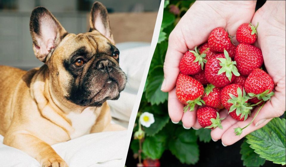 Можно ли давать собакам клубнику: мнения ветеринаров