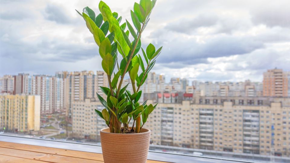 Вот кому долларовое дерево принесет одни беды: проверьте в списке себя