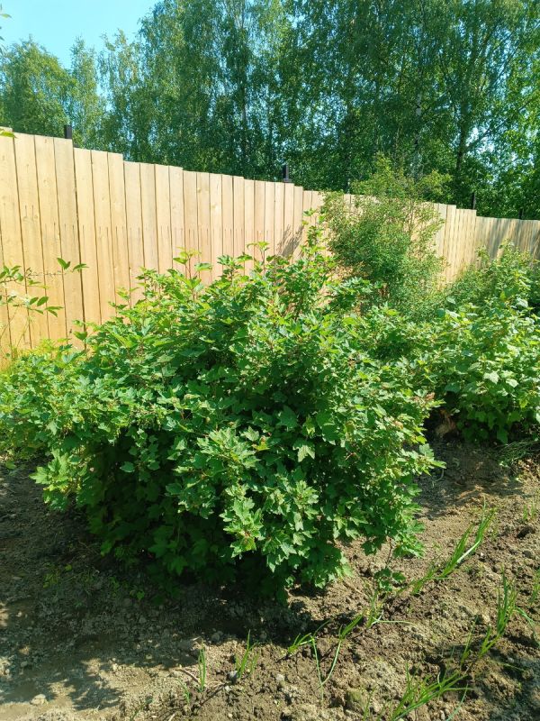 Конфликт за забором: как защитить свои права на даче