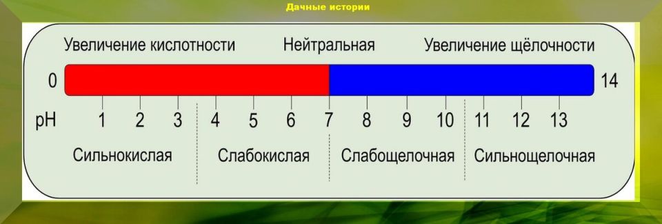 Необычный способ проверки кислотности почвы с помощью капусты