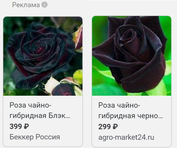 Уникальные черные розы: как сорт 'Black Bakkara' завоевывает сердца садоводов