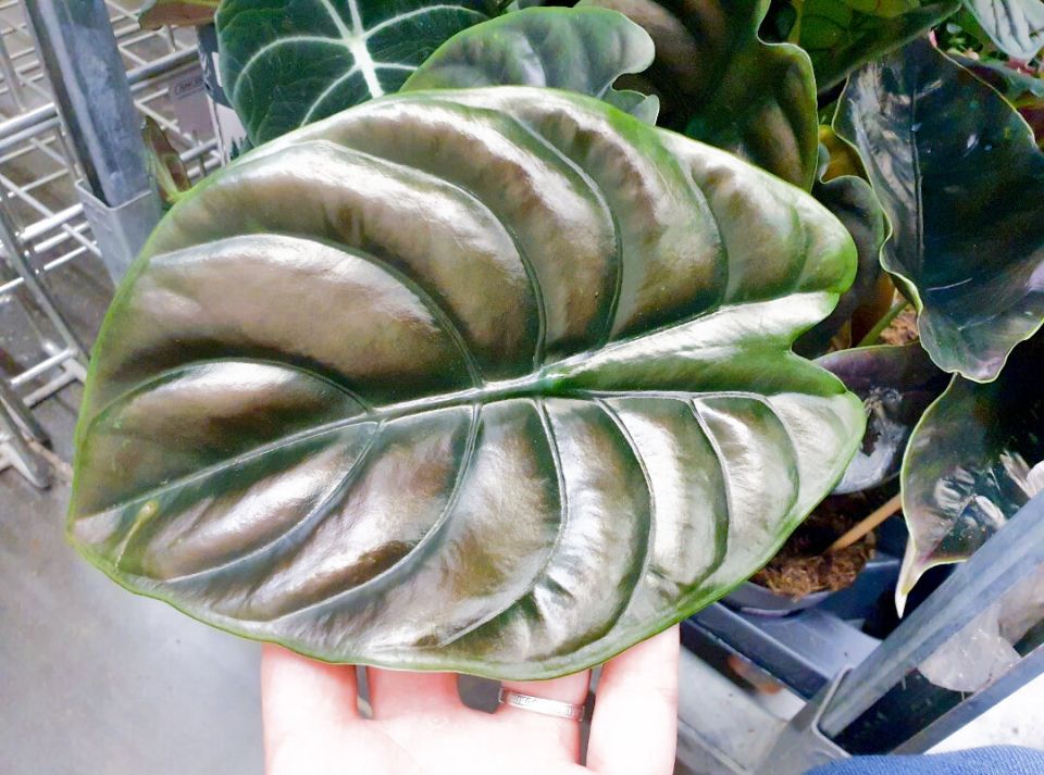 Неожиданные новинки в Леруа Мерлен: редкие растения на полках магазинов