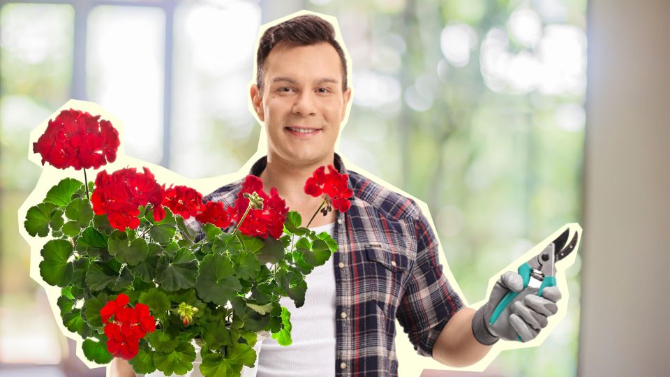 Пышных бутонов будет не счесть: вот как нужно обрезать герань по весне