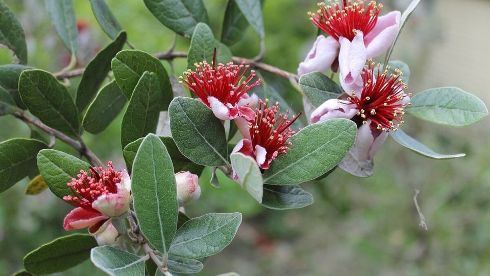 Как вырастить фейхоа на подоконнике: секреты успешного ухода